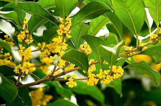 برگ های طبیعی ارگانیک جایگزین سالم برای چای چای سیاه اسمانتوس