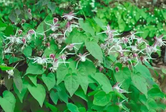 برچسب خصوصی Biotin Collagen Drops Epimedium Horny Goat Week OEM